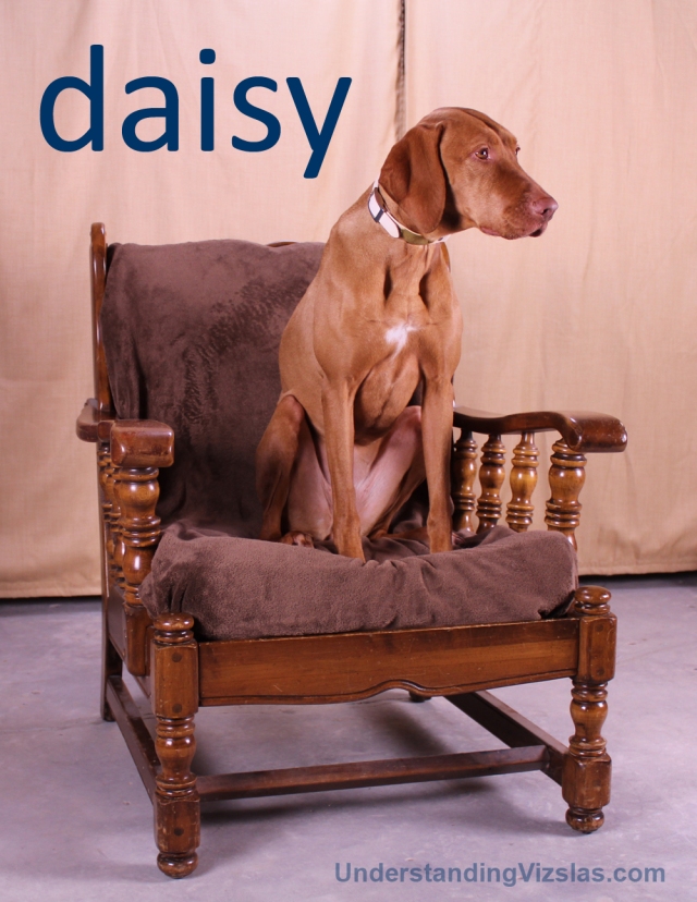 daisy the Vizsla